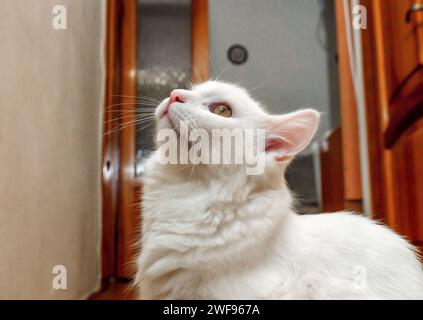 Eine weiße Katze in einer Wohnung schaut auf. Hauskatze zu Hause Stockfoto