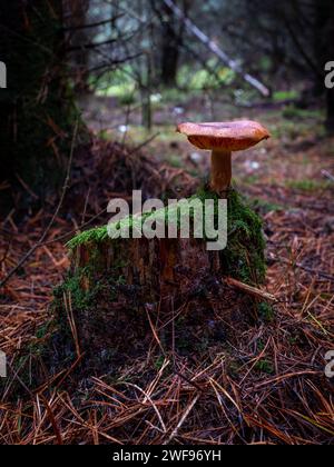 Wunderschöner kleiner Pilz, der auf einem Baumstamm mit grünem Moos im Wald wächst. Stockfoto