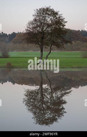 Einzelne Eiche mit Reflexion im Wasser eines Sees. Etwas Gras und Nebel in einer stimmungsvollen Szene Stockfoto