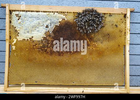 Bienen starben im Winter an Hunger. Ein Schwarm, der nicht genug Futter hatte. Stockfoto