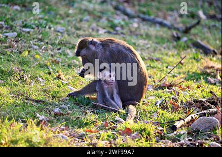 Baby-Cynomolgus-Affe mit Mutter auf einer Wiese auf der Suche nach Nahrung. Javanischer Affe Stockfoto