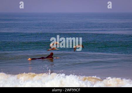 Ein Surfer, der die Pelicaner ansieht, die am Hollywood Beach Oxnard California bei Sonnenuntergang am Goldstrand vorbeifahren Stockfoto