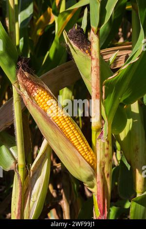 Zea mays - Maiskolben im Spätsommer. Stockfoto