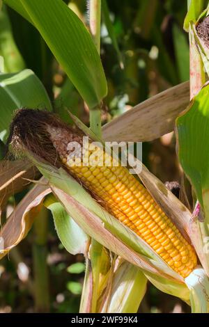 Zea mays - Maiskolben im Spätsommer. Stockfoto