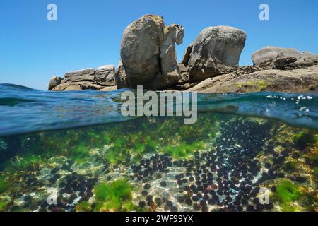 Viele Seeigel unter Wasser mit großen Felsen am Meer, Meereslandschaft des Atlantischen Ozeans, geteilter Blick über und unter der Wasseroberfläche, Spanien, Galicien Stockfoto