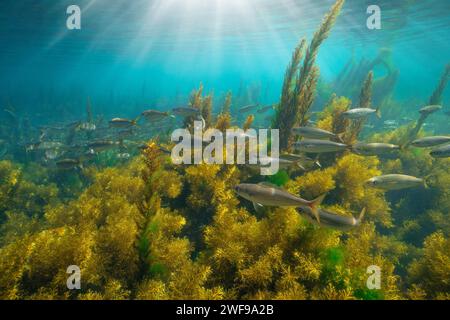 Algen mit einem Schwarm von Fischen (bogue) und Sonnenlicht unter Wasser Meereslandschaft im Atlantik, natürliche Szene, Spanien, Galicien, Rias Baixas Stockfoto