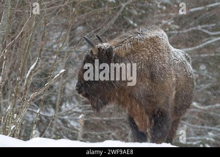 Ein erwachsener europäischer Bison, der sich dem kalten Winter im Fagars Mountains, Rumänien, stellt. Schneit über einem wilden europäischen Bison. Tierwelt Rumäniens. Stockfoto