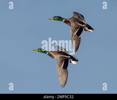 Ein Paar Mallard Drakes im Flug Stockfoto