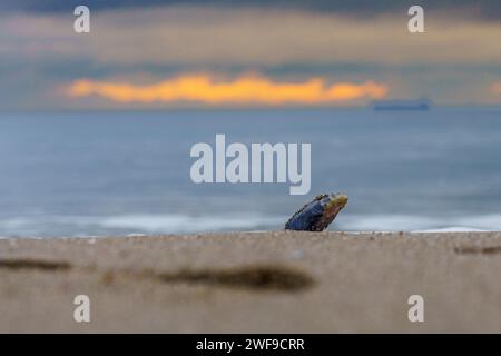 Eine Muschel am Sandstrand, während die pulsierenden Wellen bei Sonnenuntergang sanft hereinrollen Stockfoto