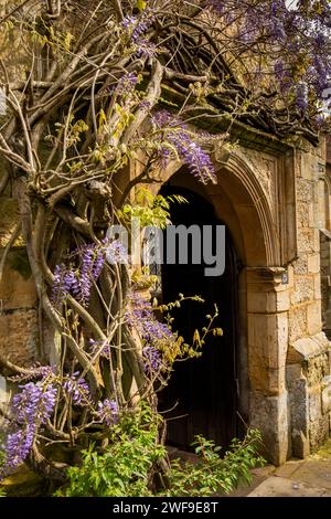 Großbritannien, England Kent, Chiddingstone, St. Mary’s Church, Glyzinien vor der Tür Stockfoto