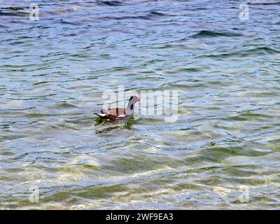 Gallinule (Gallinula galeata) schwimmt in einem See von Florida. Stockfoto