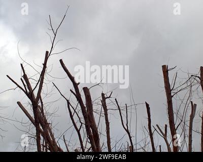 Blattlose Bäume an einem bewölkten Wintertag. Trauriges Stimmungsgefühl. Stockfoto