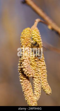 Bestäubung durch Bienen Ohrringe Haselnuss. Blühende Hasel Haselnuss. Hazel Kätzchen auf Zweigen Stockfoto