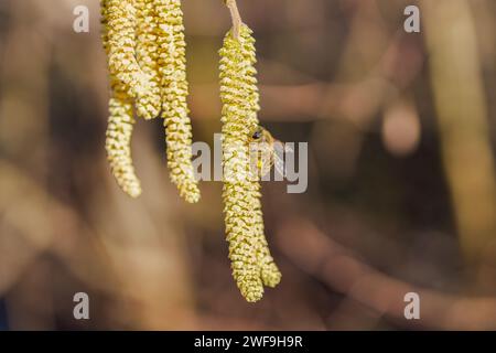 Bestäubung durch Bienen Ohrringe Haselnuss. Blühende Hasel Haselnuss. Hazel Kätzchen auf Zweigen Stockfoto