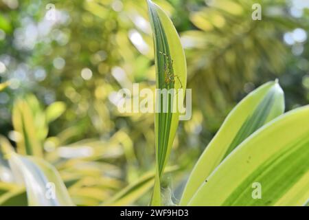 Seitenansicht einer gestreiften Luchsspinne, die auf einem erhöhten Blatt des Song of India sitzt. Das Spinnennetz (Nest) dieser Spinne wurde zwischen den Blättern gebaut Stockfoto