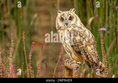 Langohr-Eule, wissenschaftlicher Name: ASIO Otus. Nahaufnahme einer langohrigen Eule, die auf einer farbenfrohen Wildwiese mit Blumen und Schilf nach vorne blickt. Hoch Stockfoto
