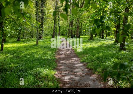 Ein Fußgängerweg, der durch einen Wald führt, an einem sonnigen Nachmittag im Frühjahr ohne Menschen Stockfoto