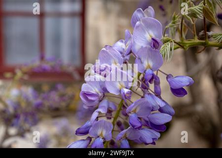 Blick auf eine Glyzinien-Blume aus nächster Nähe. Aufgenommen an einem bewölkten Frühlingstag in Frankreich ohne Menschen. Stockfoto