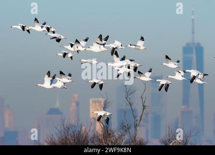 Schneegänseflug gegen die Skyline von New York City Stockfoto