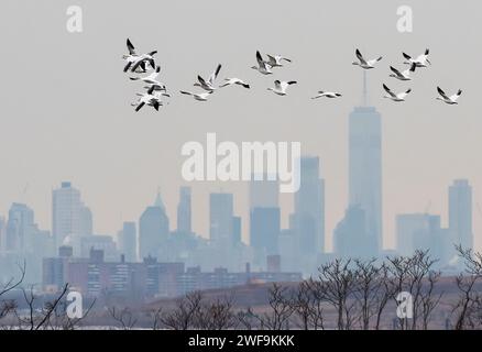 Schneegänseflug gegen die Skyline von New York City Stockfoto