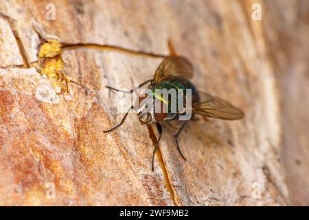 Lucilia sericata Gemeinsame grüne Flasche Fliege Schafe Blasfliege Familie Calliphoridae Gattung Lucilia Fliege wilde Natur Insekten Tapete Stockfoto