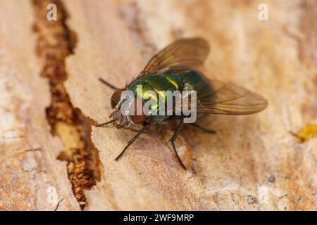 Lucilia sericata Gemeinsame grüne Flasche Fliege Schafe Blasfliege Familie Calliphoridae Gattung Lucilia Fliege wilde Natur Insekten Tapete Stockfoto