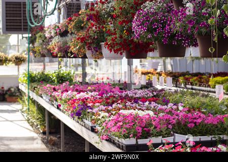 Tische voller blühender Pflanzen in einem Gartencenter Stockfoto