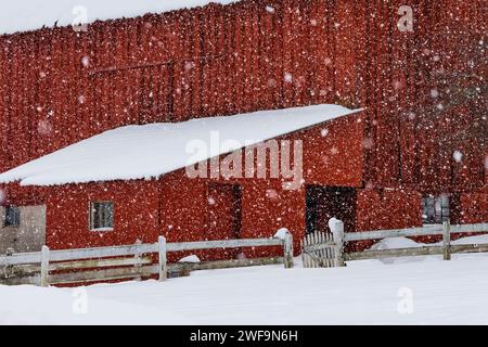 Amish Farm mit traditioneller roter Scheune während des Winterschneesturms in Mecosta County, Michigan, USA [keine Freigabe des Grundstücks; nur redaktionelle Lizenzierung] Stockfoto
