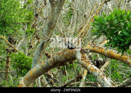 Vögel Im Nationalpark New Orleans Stockfoto