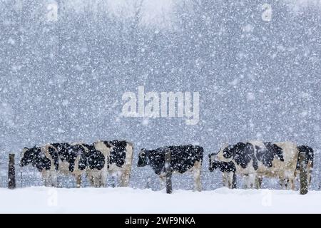 Holsteinrinder auf einer Amischen Farm während eines Winterschneesturms im Mecosta County, Michigan, USA Stockfoto