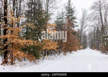 Amerikanische Buche, Fagus grandifolia, Blätter, die während des Winters auf jungen Bäumen verbleiben, um die Knospen vor Hirschen zu schützen, im Mecosta County, Michigan, USA Stockfoto