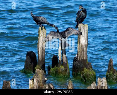 Drei große Kormorane (Phalacrocorax carbo) sitzen auf alten Kühnen im Meer, zwei Tiere, die abrechnen Stockfoto