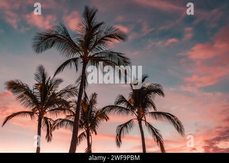 Palmen am Strand in tropischer Lage vor strahlend blauem und rosafarbenem Sonnenuntergang. Stockfoto