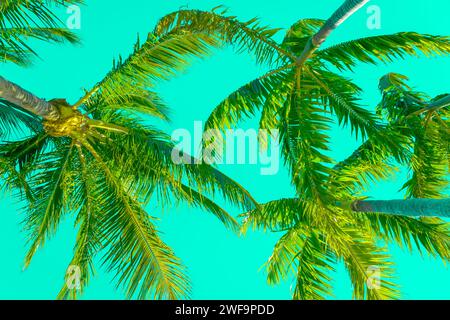 Blick auf Palmen am Strand in tropischer Lage vor leuchtendem Neongrün Himmel. Stockfoto