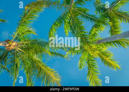 Blick auf Palmen am Strand in tropischer Lage vor strahlend blauem Himmel. Stockfoto