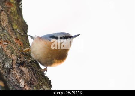 Sitta europaea alias eurasischer Nuthatch in seiner typischen Position am Baum. Stockfoto