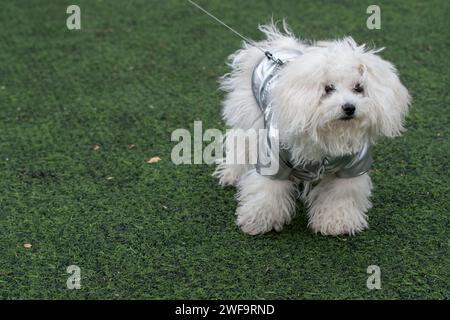 Porträt des Bigon Frise, Hundelasse, an der Leine mit silbernem Welpenpullover. Niedliche Pfoten. Auf der falschen Grasfläche stehen. Stockfoto