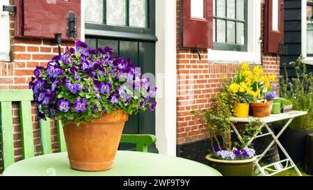 Landschaftsdesign im niederländischen Stil. Frühlingsstiefmütterchen in einem Terrakotta-Topf Nahaufnahme. Lila Stiefmütterchen in einem Blumentopf auf einem Tisch im Hof einer Ville Stockfoto