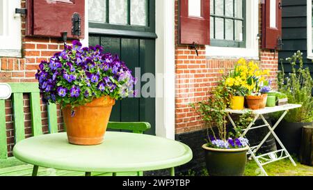 Ein Topf mit violetten Stiefmütterchen steht auf einem Tisch vor dem Haus vor dem Hintergrund früherer Frühlingsblumen. Ein Terrakotta-Topf mit Stiefmütterchen in Dutc Stockfoto