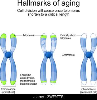 Merkmale des Alterns. Chromosomen mit Telomeren vor und nach Teilung neuer und seneszenter Zellen. Die Zellteilung wird aufhören, sobald sich die Telomere auf verkürzen Stock Vektor