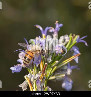 Honigbiene sammelt Nektar aus leuchtend violetten Lavendelblüten Stockfoto