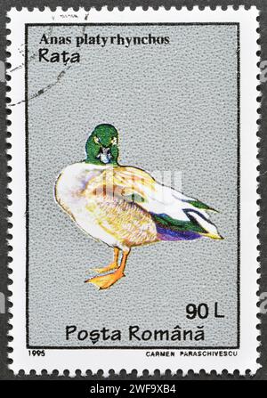 Gestempelte Briefmarke von Rumänien, die Mallard (Anas platyrhynchos) zeigt, um 1995. Stockfoto