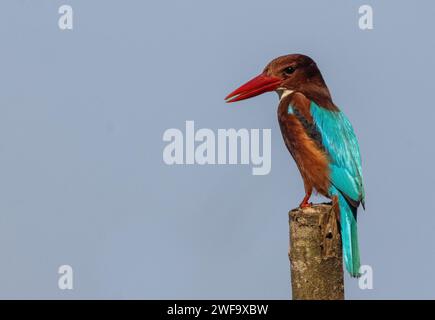 Eisvogel mit weißer Kehle auf einem Fütterungsposten, Goa, Indien Stockfoto