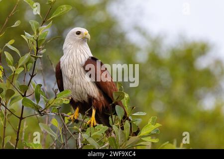 Brahminy Kite (Haliastur indus) tief unten in einem Baum, Goa, Indien Stockfoto