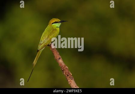Asiatische Grüne Bienenfresser, Baga Fields, Baga, North Goa, Indien Stockfoto