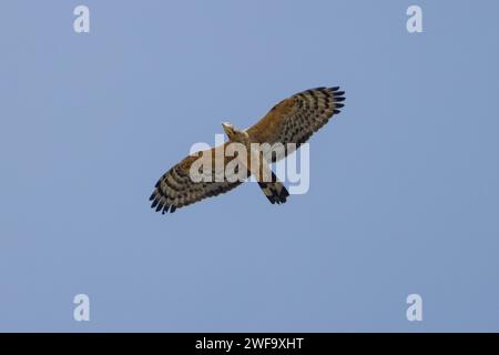 Orientalischer Honig-Bussard, der über dem Kopf schwebt, Arpora, Goa, Indien Stockfoto