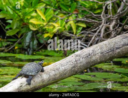 Die bezaubernde Rothörrige Rutschschildkröte, Trachemys scripta elegans, die sich in der Sonne entlang der nordamerikanischen Wasserstraßen sonnen, eine beliebte und farbenfrohe Wassersportart Stockfoto