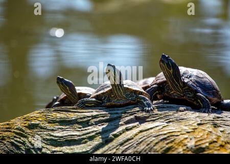 Die bezaubernde Rothörrige Rutschschildkröte, Trachemys scripta elegans, die sich in der Sonne entlang der nordamerikanischen Wasserstraßen sonnen, eine beliebte und farbenfrohe Wassersportart Stockfoto