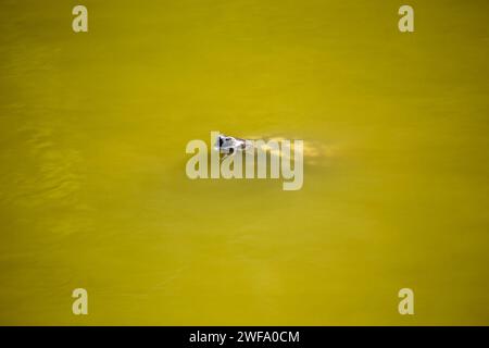 Die bezaubernde Rothörrige Rutschschildkröte, Trachemys scripta elegans, die sich in der Sonne entlang der nordamerikanischen Wasserstraßen sonnen, eine beliebte und farbenfrohe Wassersportart Stockfoto