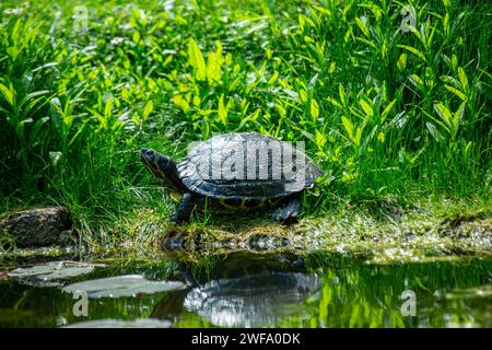 Die bezaubernde Rothörrige Rutschschildkröte, Trachemys scripta elegans, die sich in der Sonne entlang der nordamerikanischen Wasserstraßen sonnen, eine beliebte und farbenfrohe Wassersportart Stockfoto